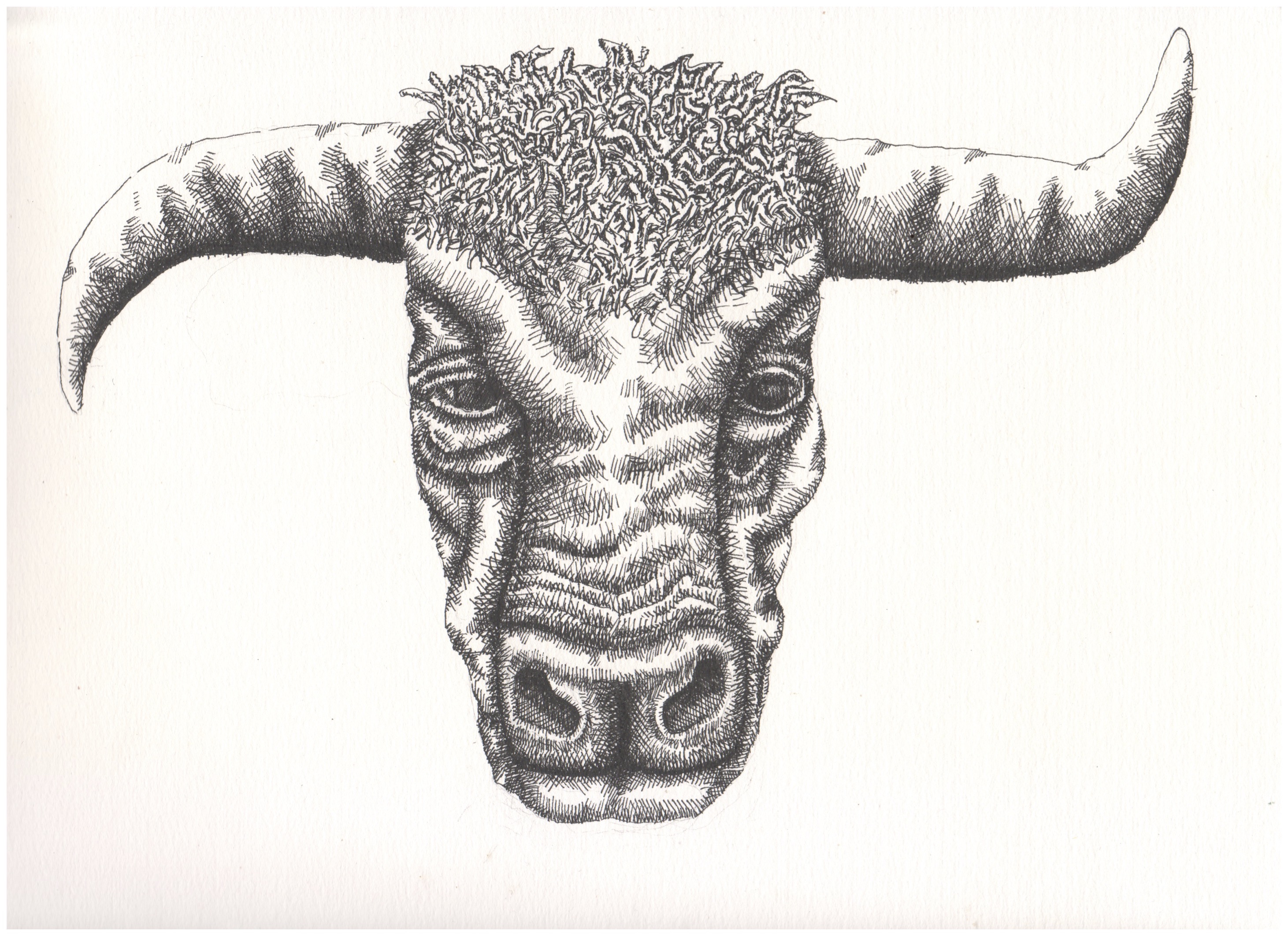 Bull artwork