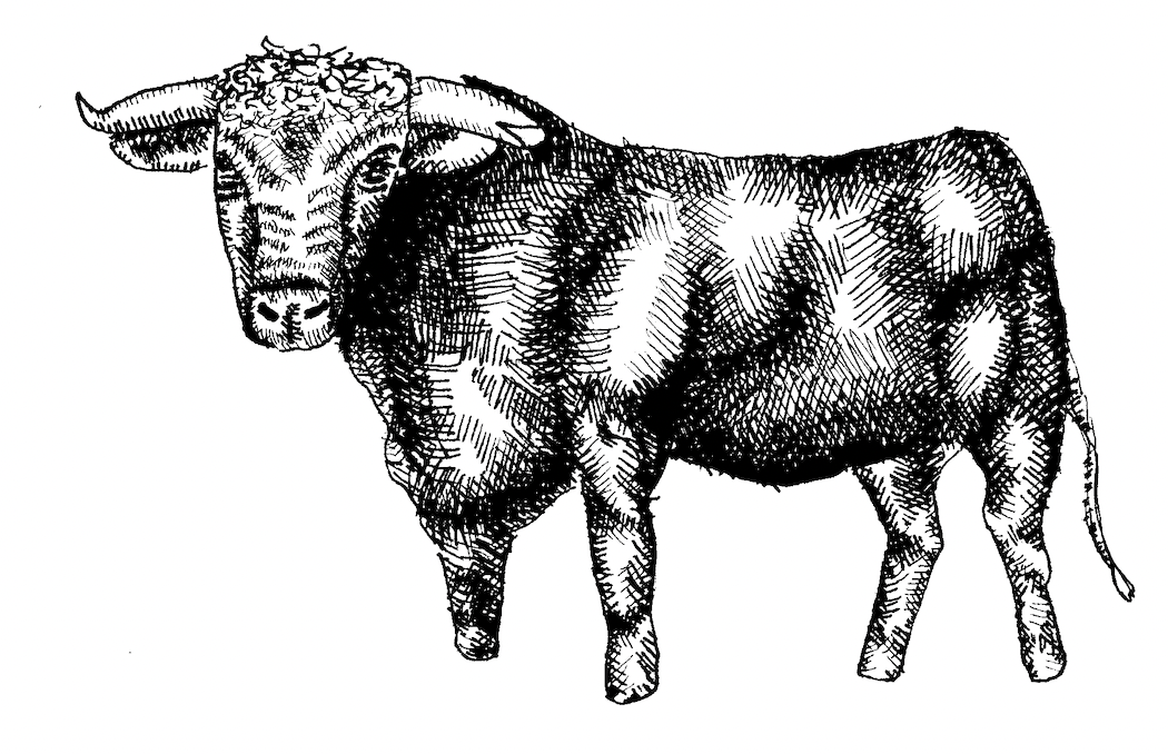 Bull 1 artwork